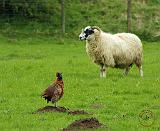 Sheep and Pheasant 9R039D-08